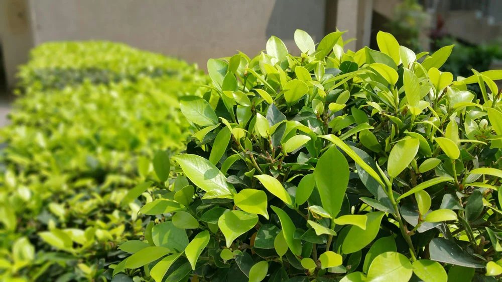 Bright Green Bush Shrub In Front Of House