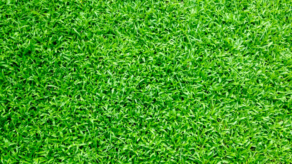 Big Patch Of Green Grass
